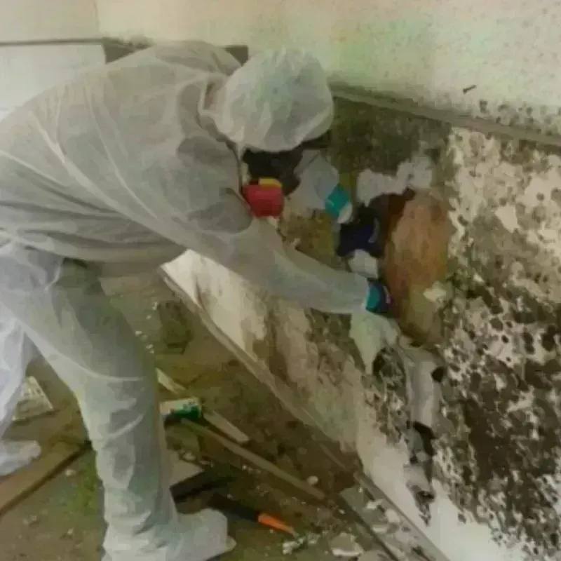 Mold Remediation and Removal in Mexico Beach, FL